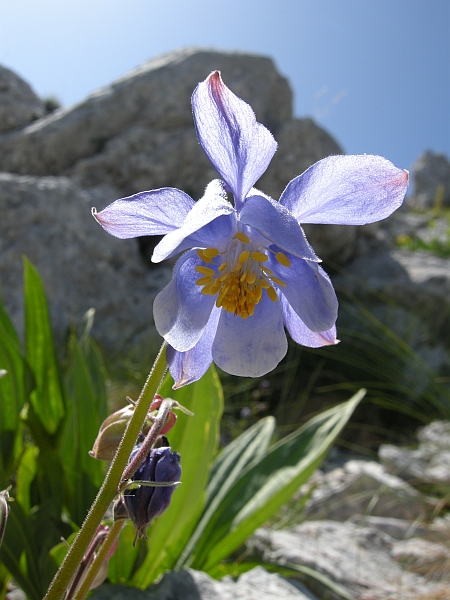 Aquilegia magellensis /  Aquilegia magellense